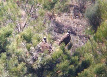 Cinereous vultures in the Greater Coa Valley
