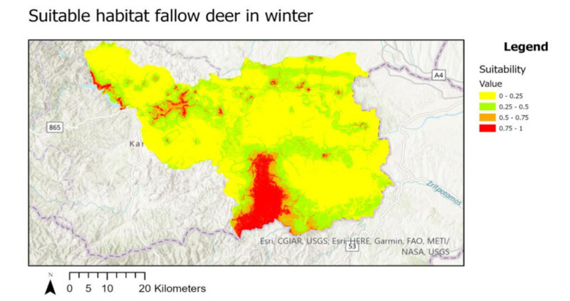 Suitable habitat fallow deer in winter