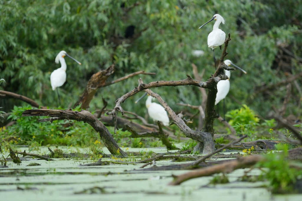 Eurasian Spoonbill , Platalea leucorodia, Danube delta rewilding area, Romania