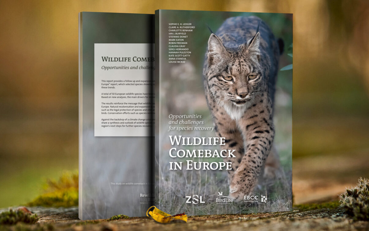 Wildlife Comeback Report cover