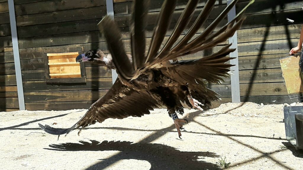 Cinereous vulture released in the aviary in the Rhodope Mountains