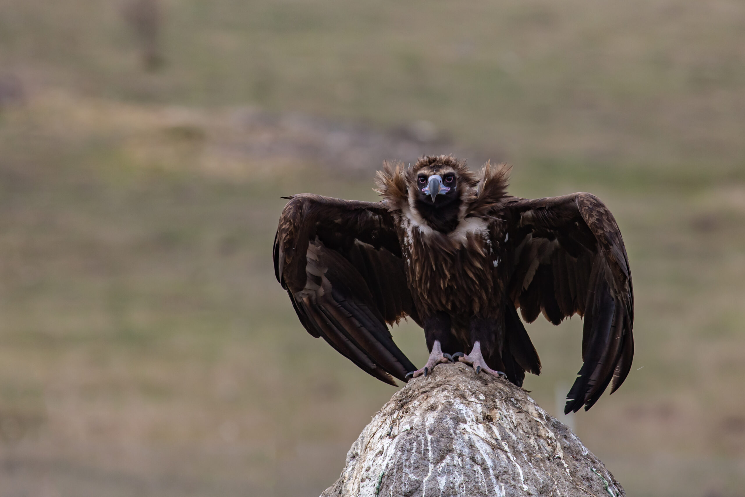 Cinereous vultures take flight in the Rhodope Mountains | Rewilding Europe