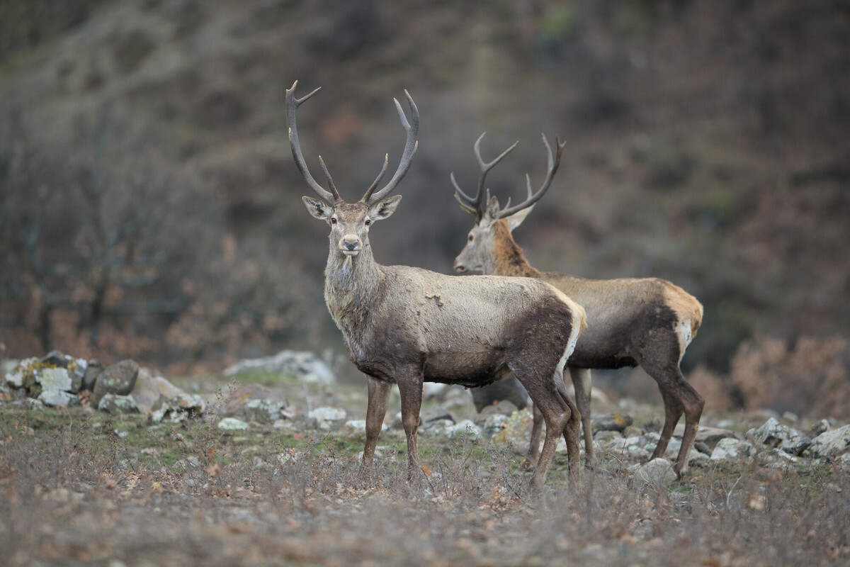 Ongoing deer releases proceed to strengthen the circle of life within the Rhodope Mountains | Rewilding Europe