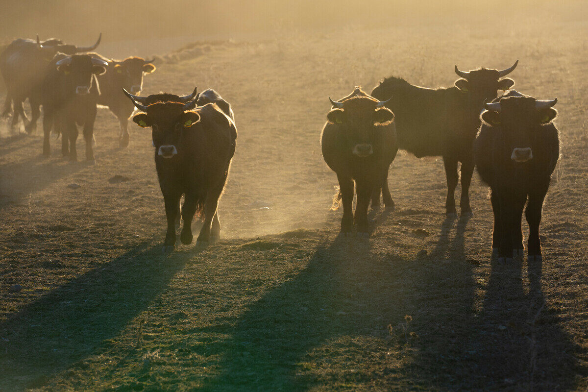 Tauros herd in sunlight