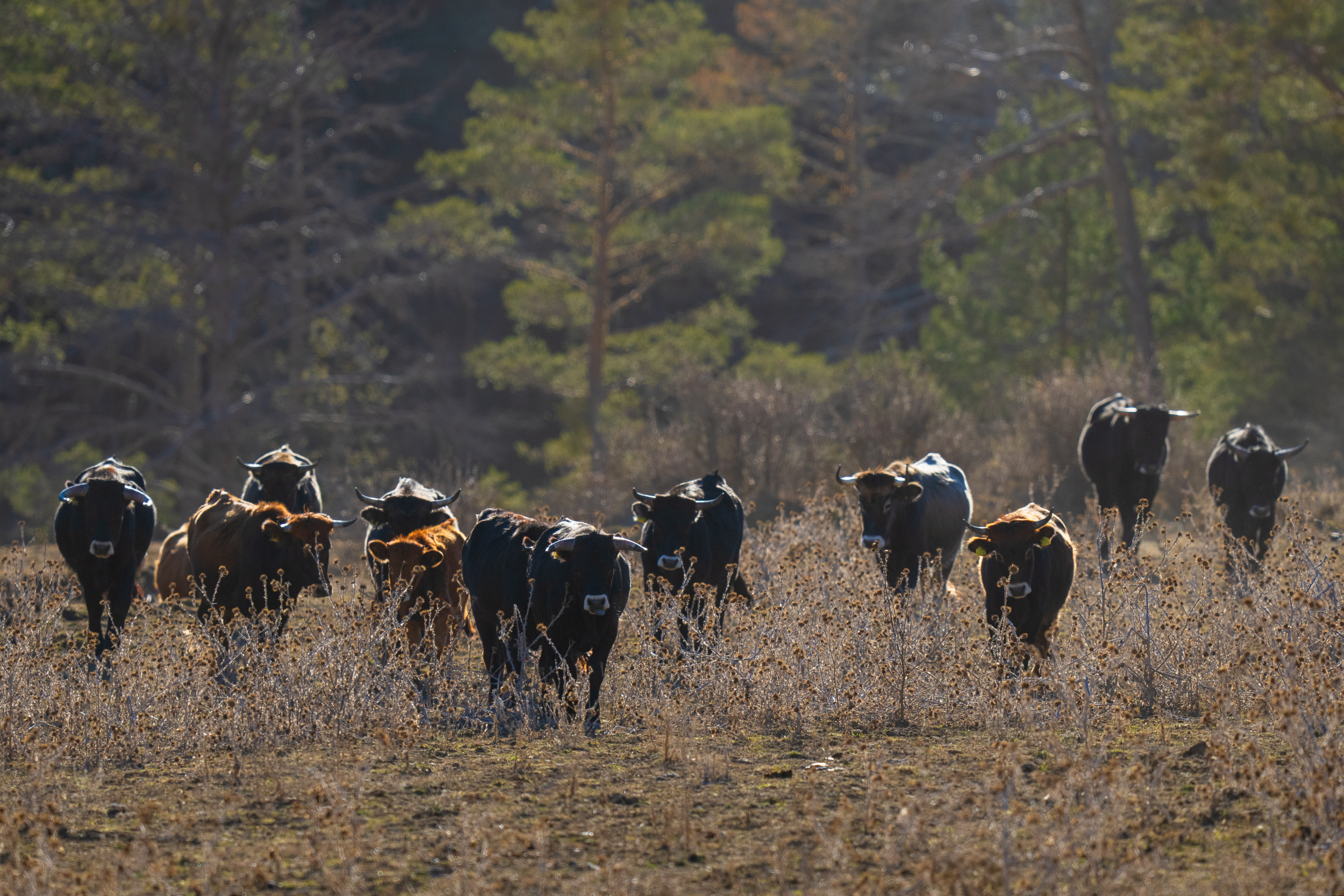 A Tauros herd in the Iberian Highlands rewilding landscape, central-eastern Spain.