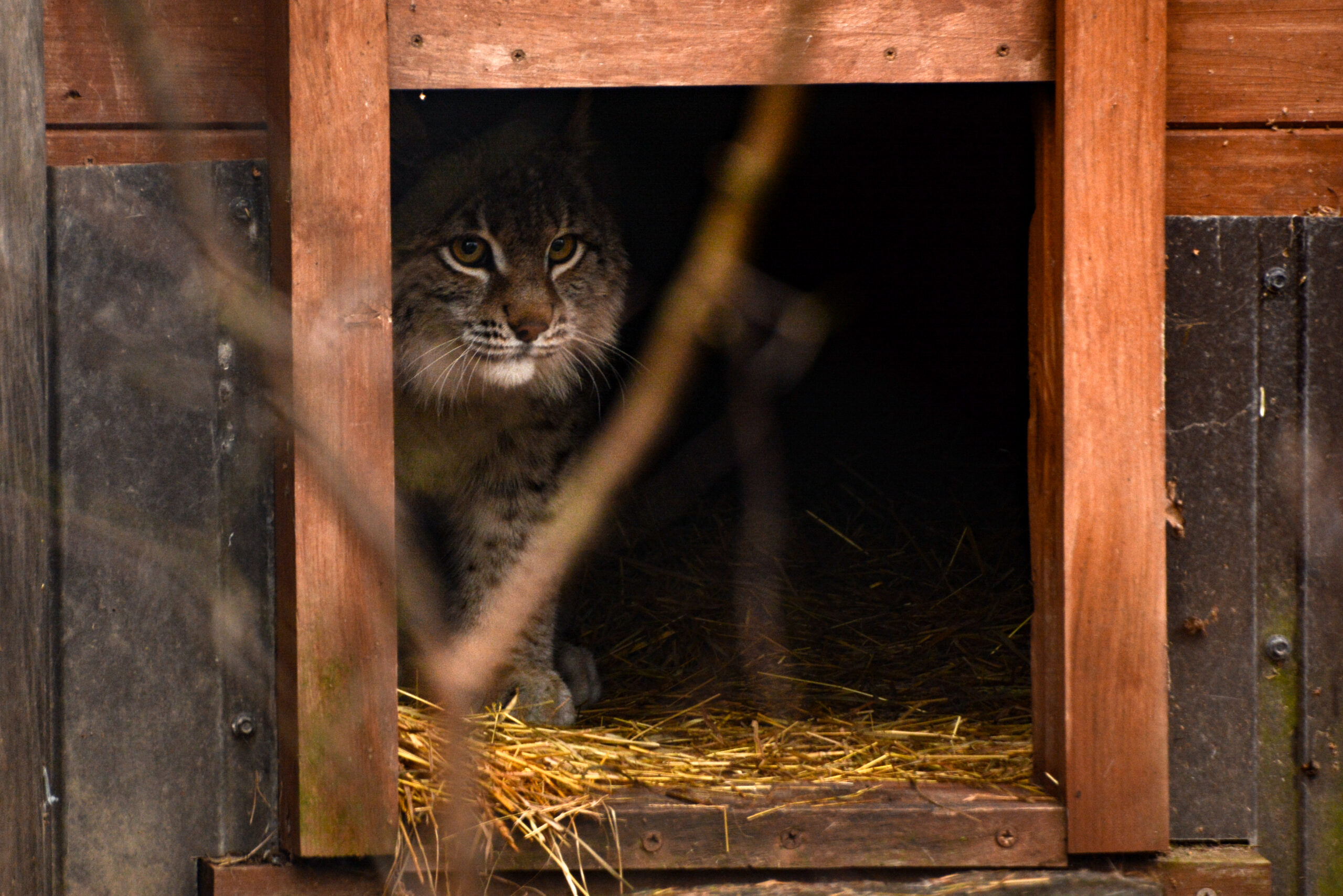 First European Wildlife Comeback Fund grant sees Eurasian lynx released in northwest Poland | Rewilding Europe