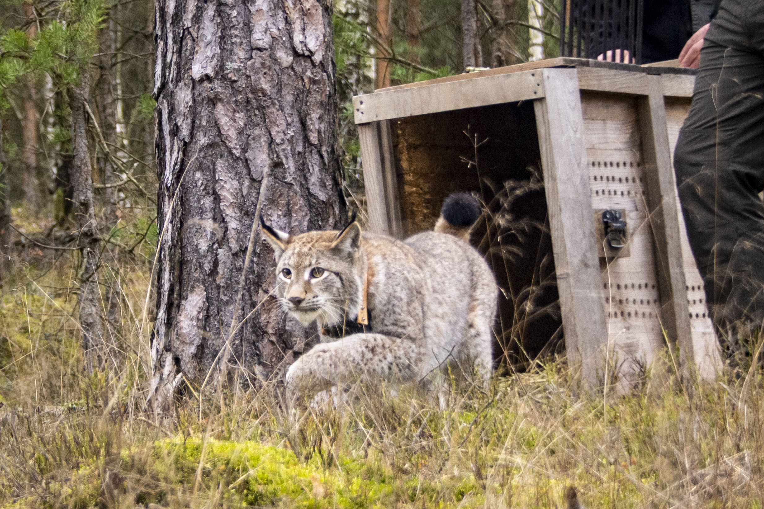 Lynx Release Poland