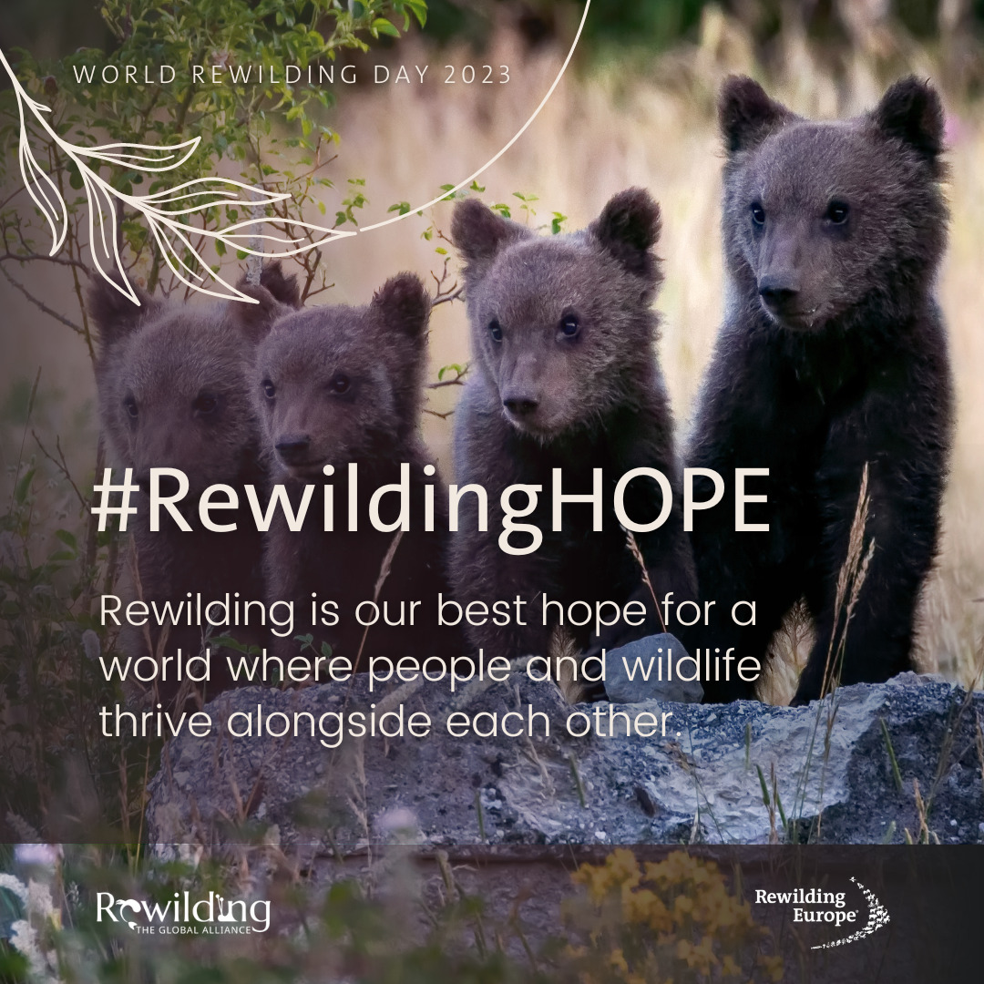 World Rewilding Day 2023 | Rewilding Europe