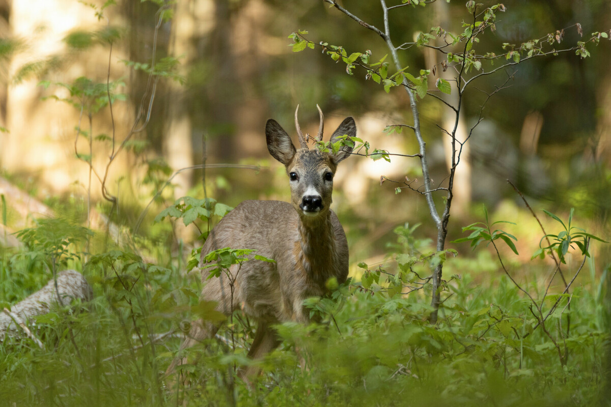 A Velebit roe deer stag
