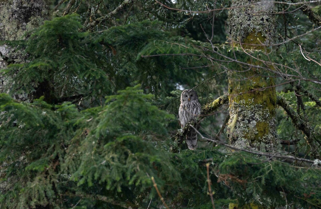 A Velebit ural owl