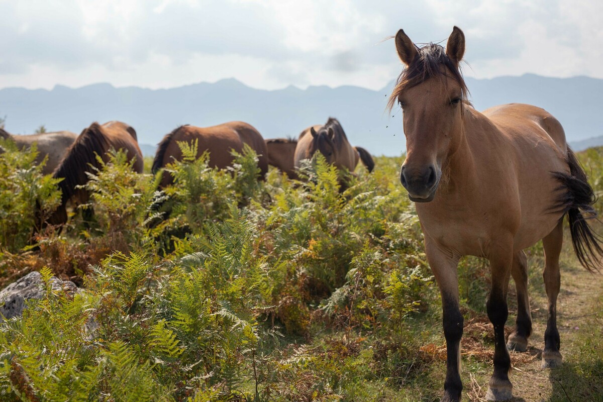 Bosnian Mountain horses on the Lika Plains