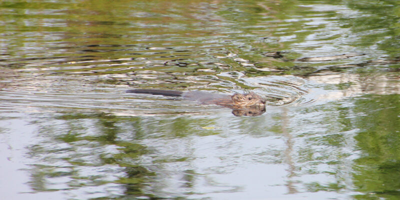 New Oder Delta rewilding centre to help scale up transboundary ...