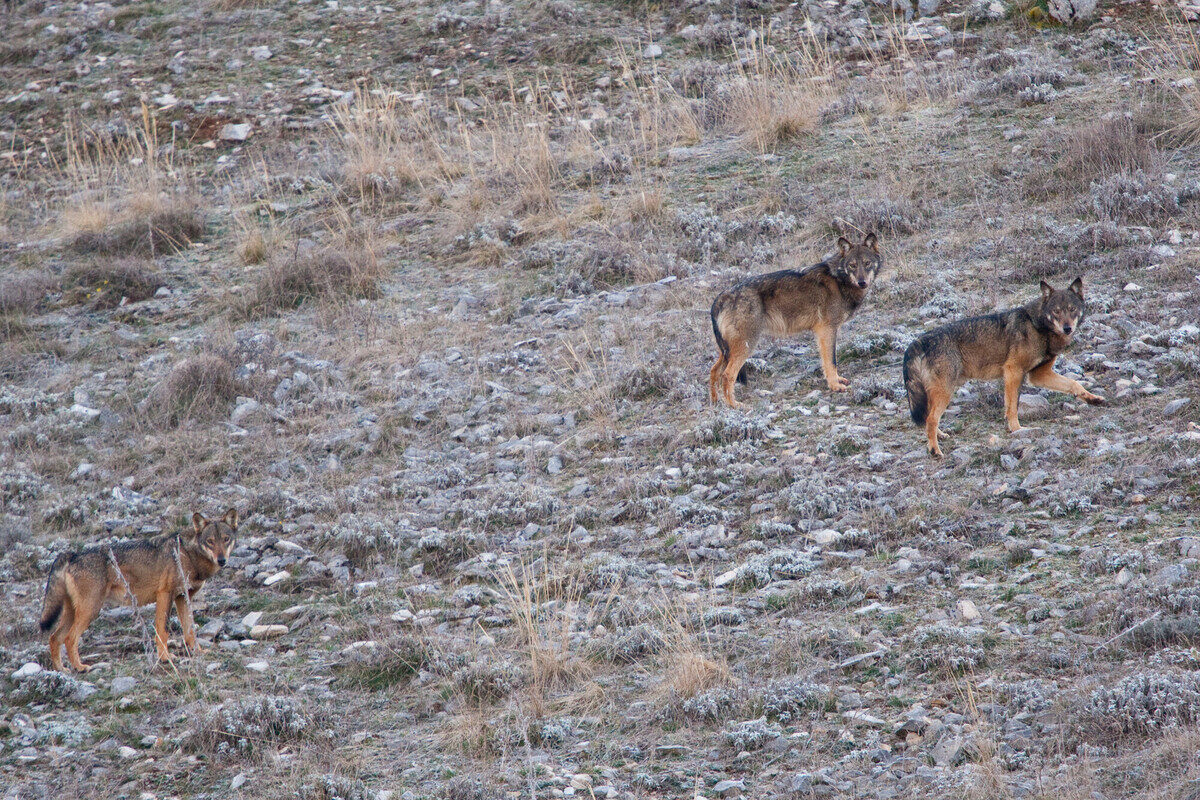 Apennine / Italian wolf (Canis lupus italicus) pack of three walking on mountain slope. Abruzzo, Central Apennines, Italy.