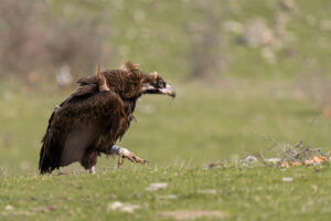 Cinereous vultures in Bulgaria