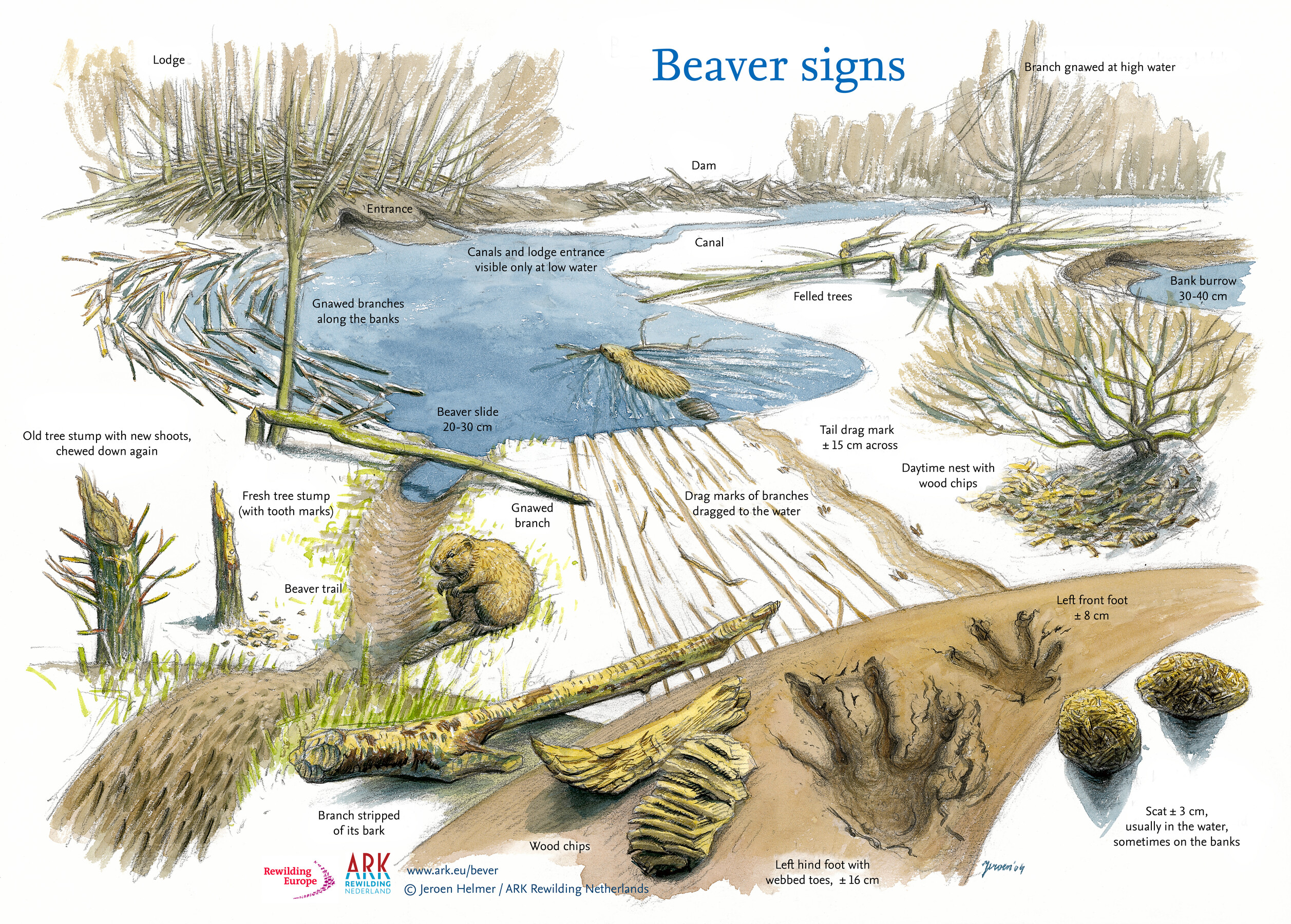 Keystone Species-The Beaver 