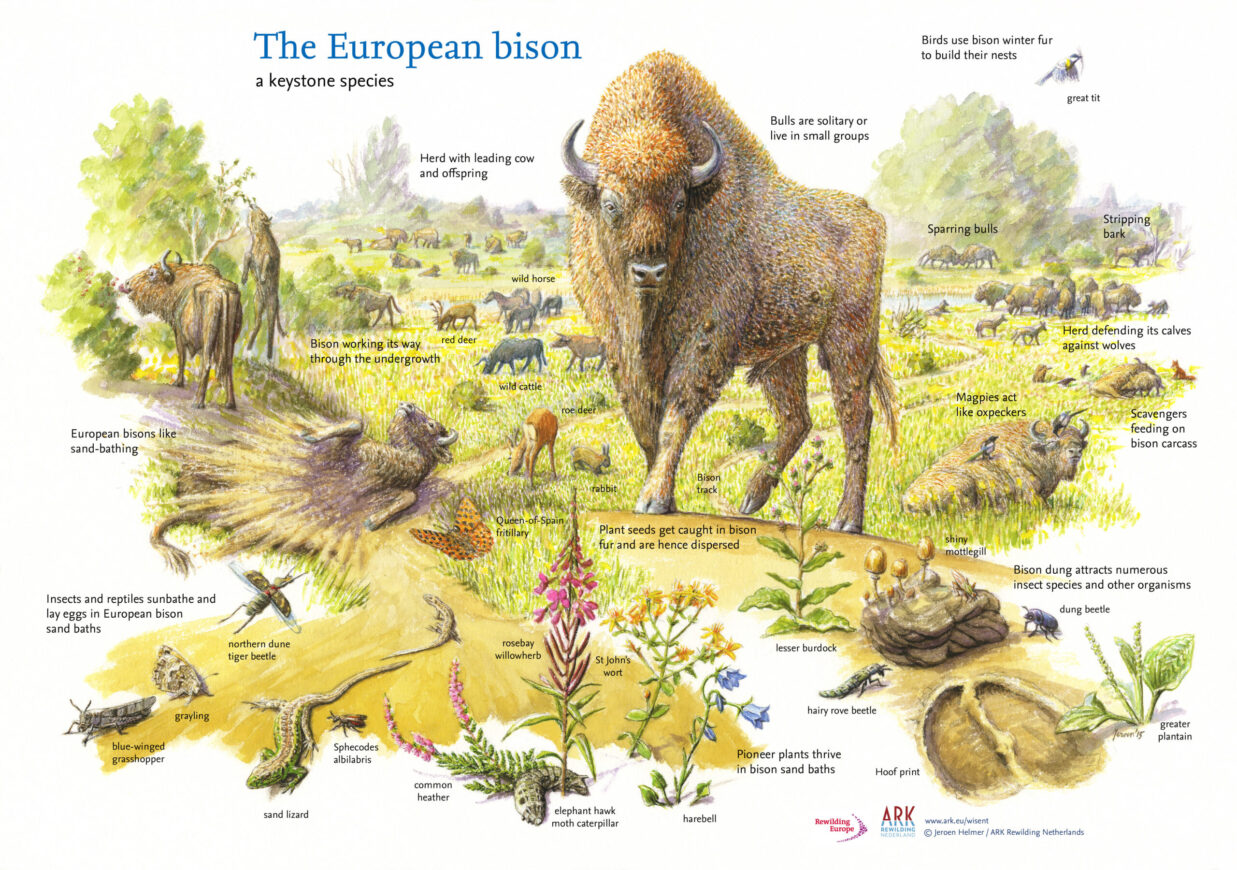 European Bison | Rewilding Europe