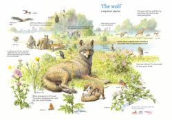 The Return of the Wolf in Europe | Working Towards Coexistence
