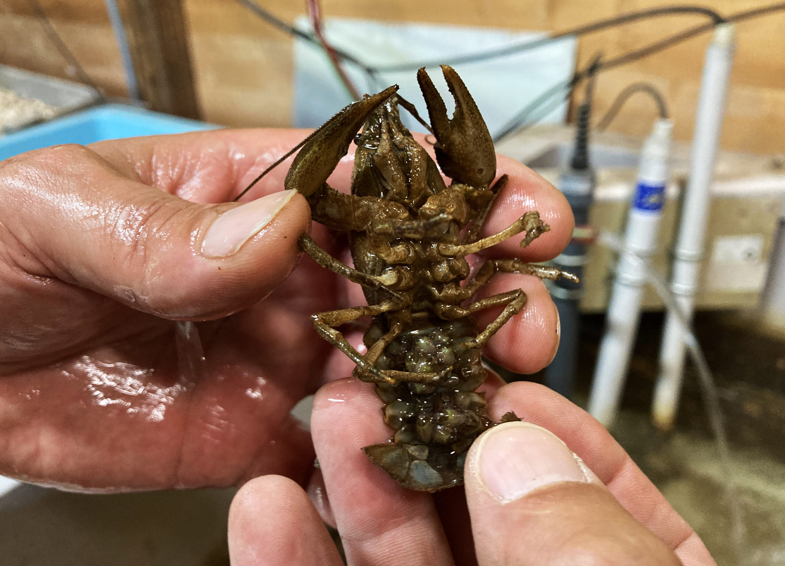 An adult white-clawed crayfish with eggs attached.