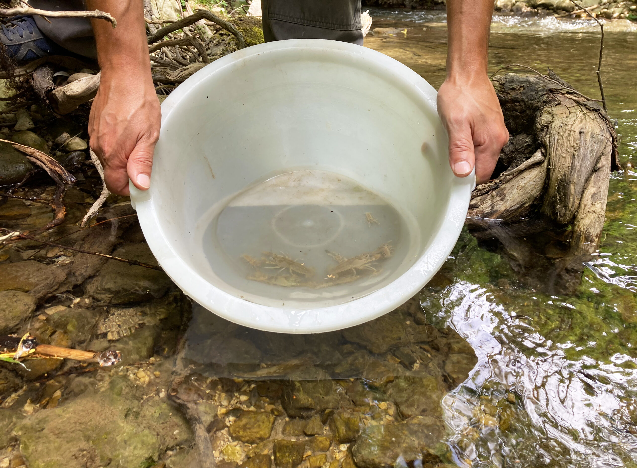 In total 387 juvenile white-clawed crayfish were released by the Rewilding Apennines team in June.