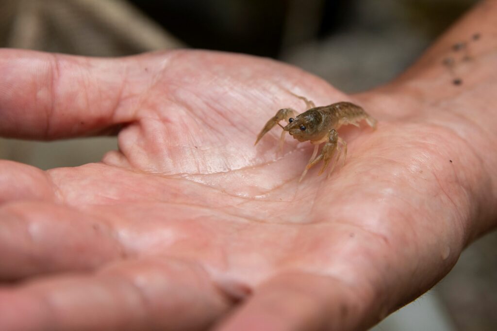 Central Apennines - white clawed crayfish