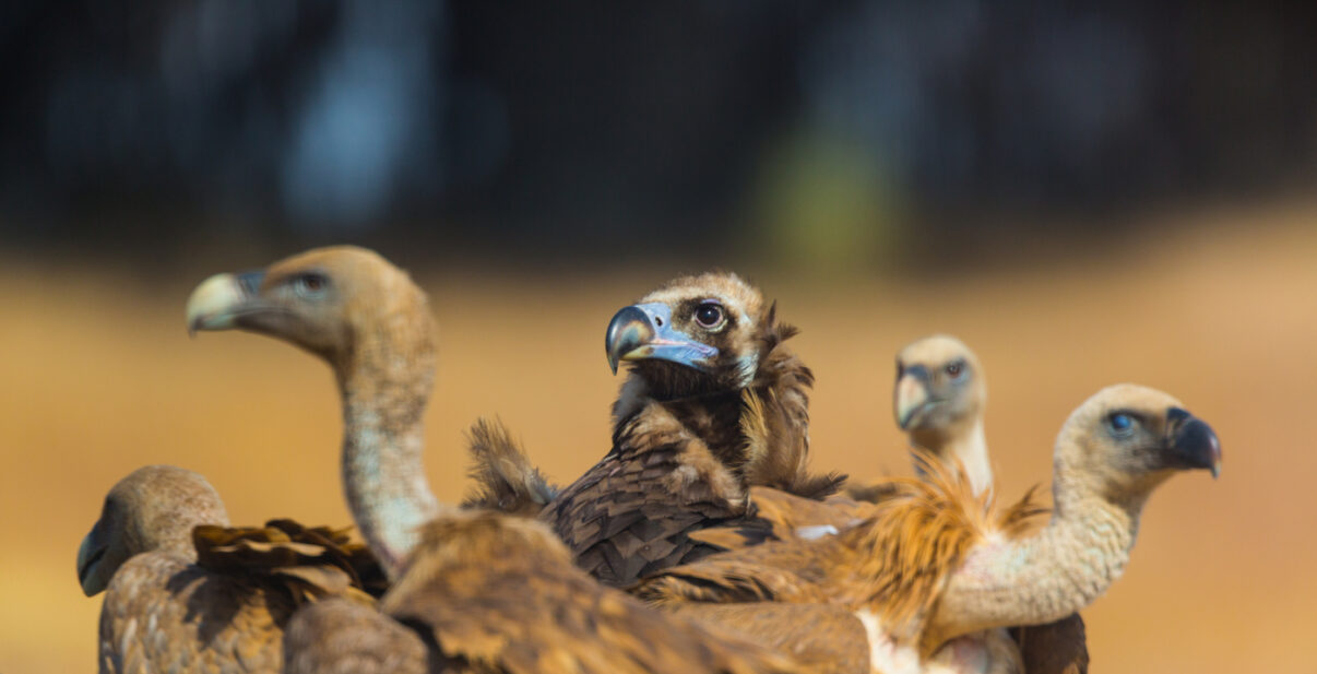 Cinereous vulture between griffon vultures in Spain