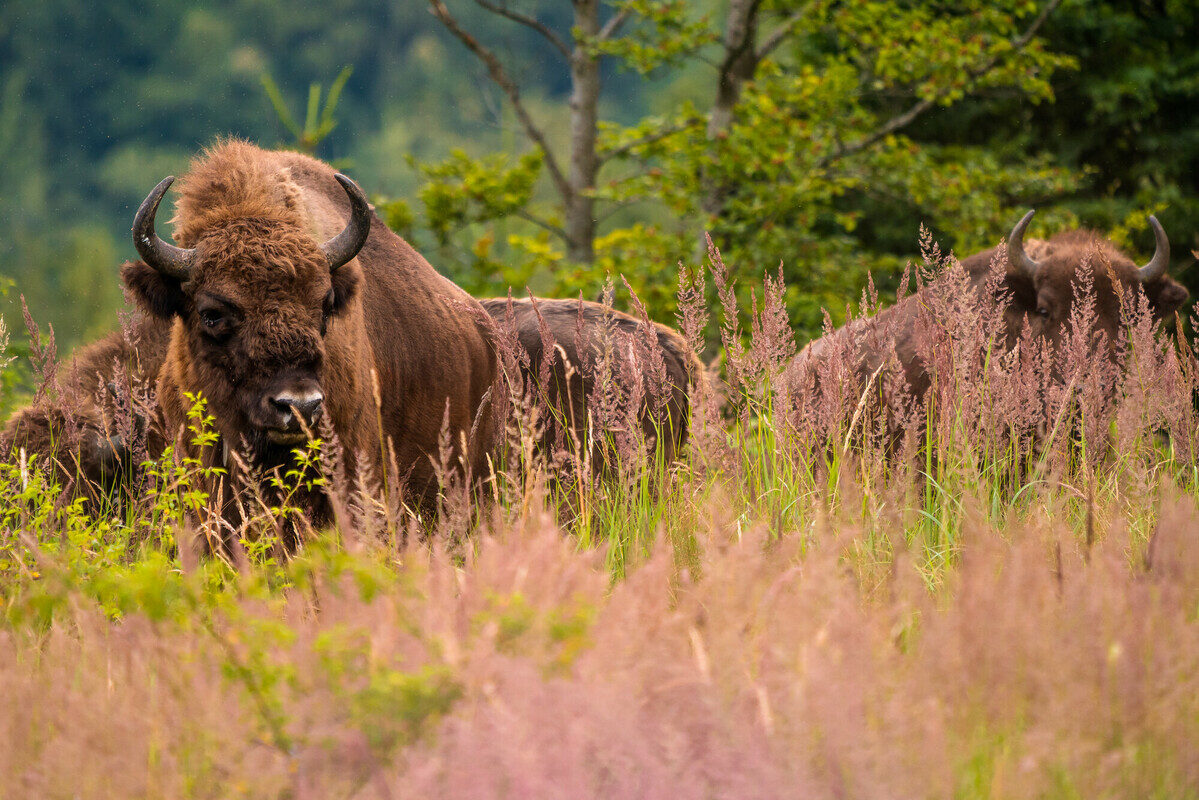 Bison herd in Southern Carpathians
