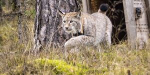 Eurasian Lynx in Poland