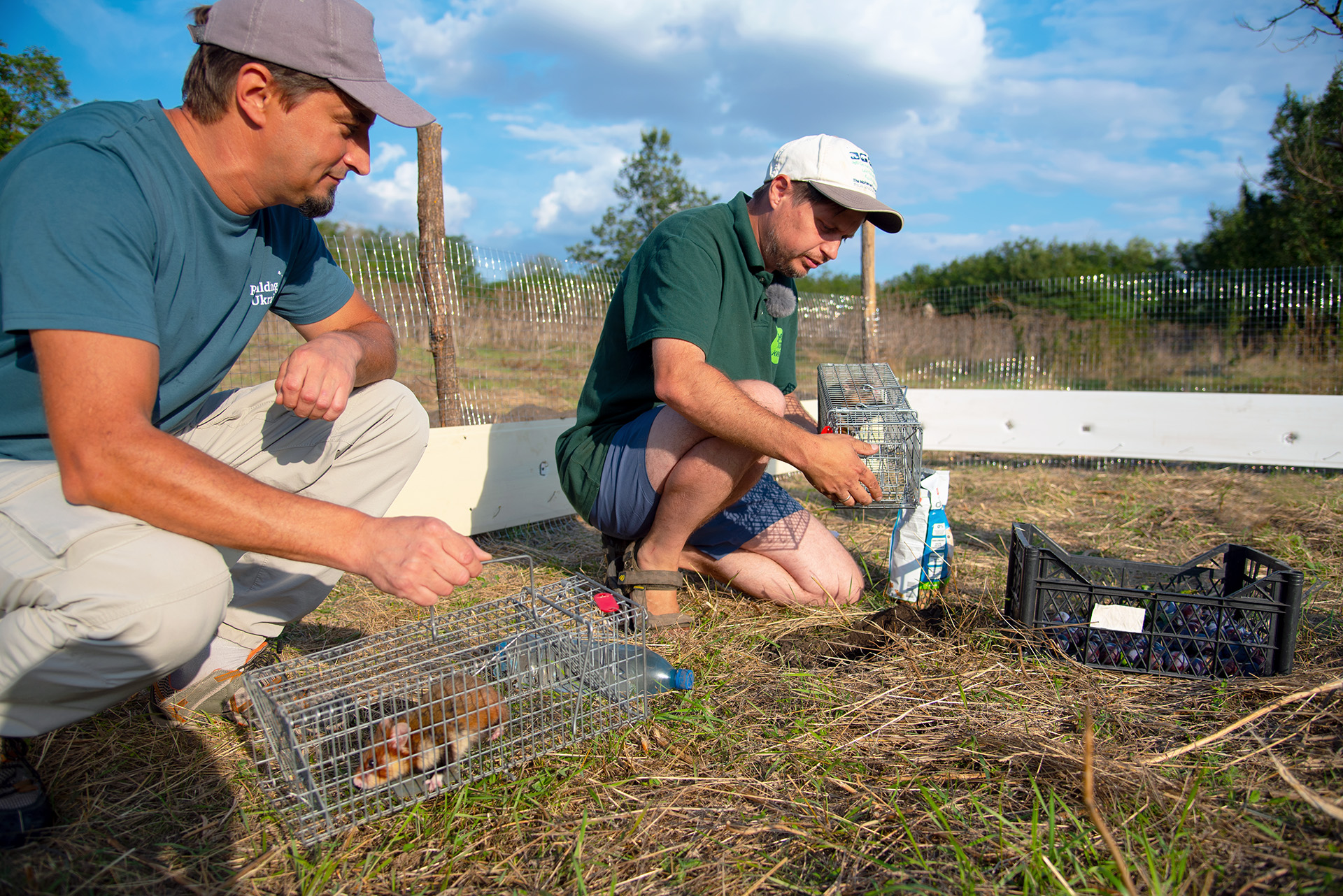 Wild hamsters are released by the Rewilding Ukraine team, who are part of the ERN, on the Tarutino Steppe, in the Ukrainian part of the Danube Delta rewilding landscape.