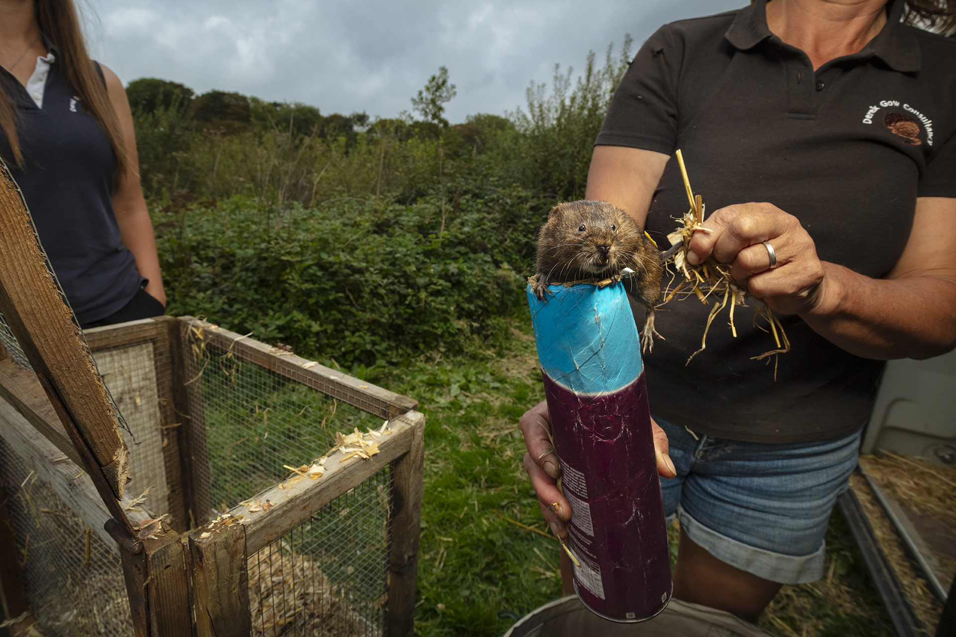 A water vole is released by an ERN member in Cornwall, UK.