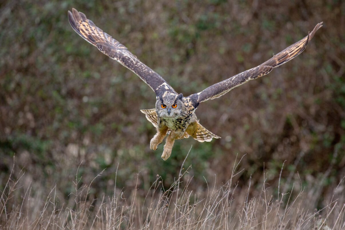 Eurasian Eagle Owl