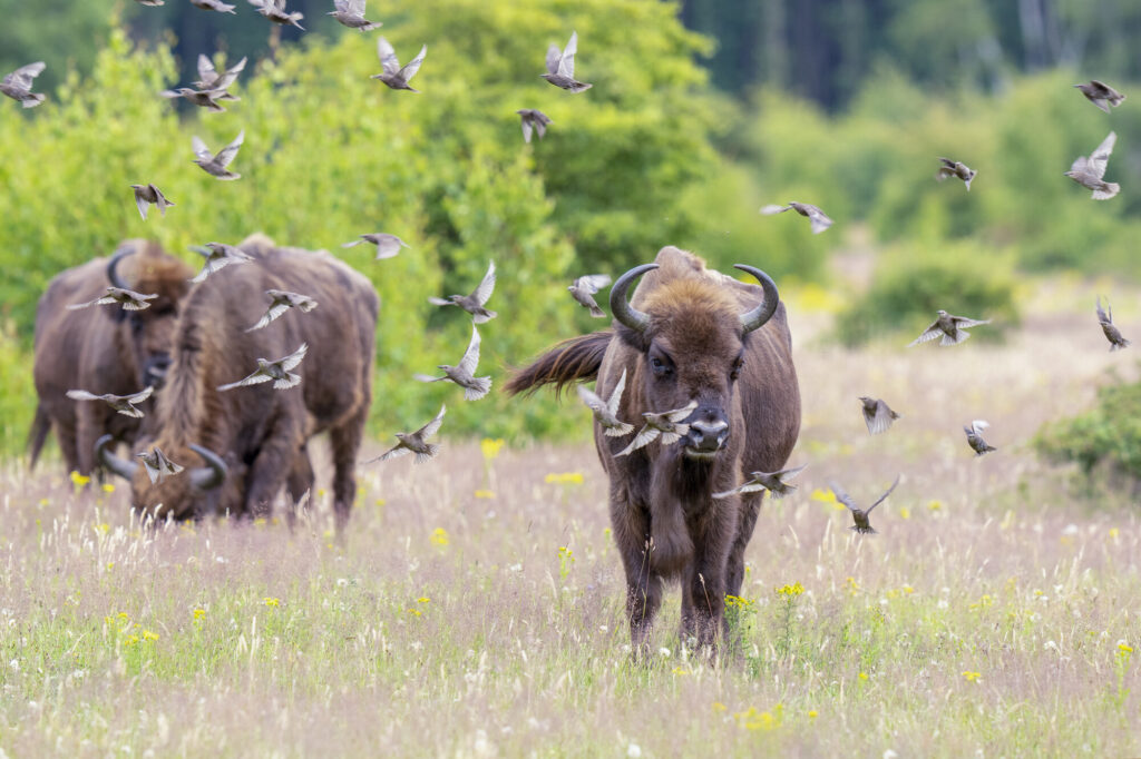 Wild-living Wisent or European bison, Bison bonasus, Maashorst National Park, The Netherlands