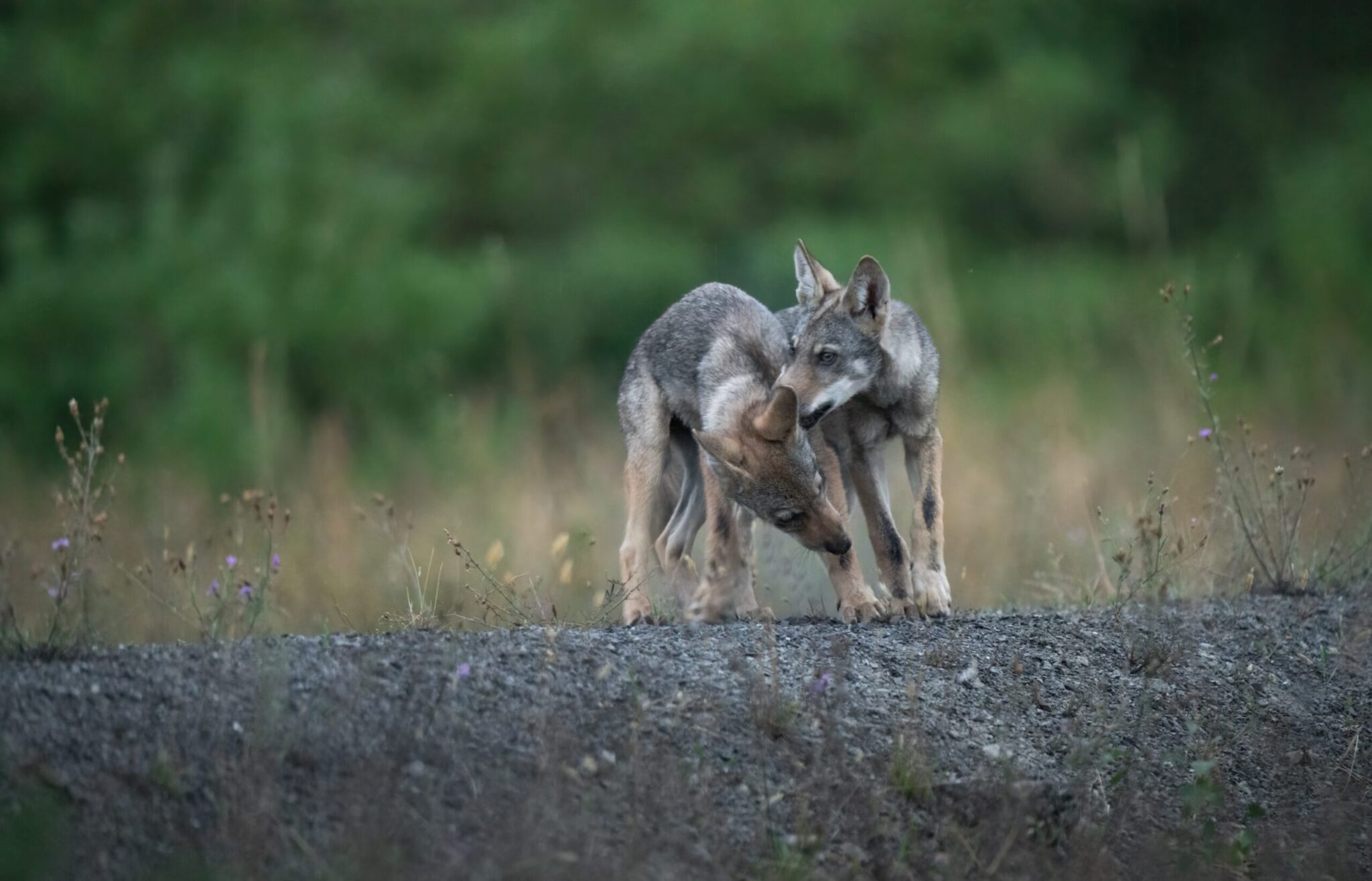 Almost All of the Wolves on One Alaskan Island Were Killed by Trappers This  Winter