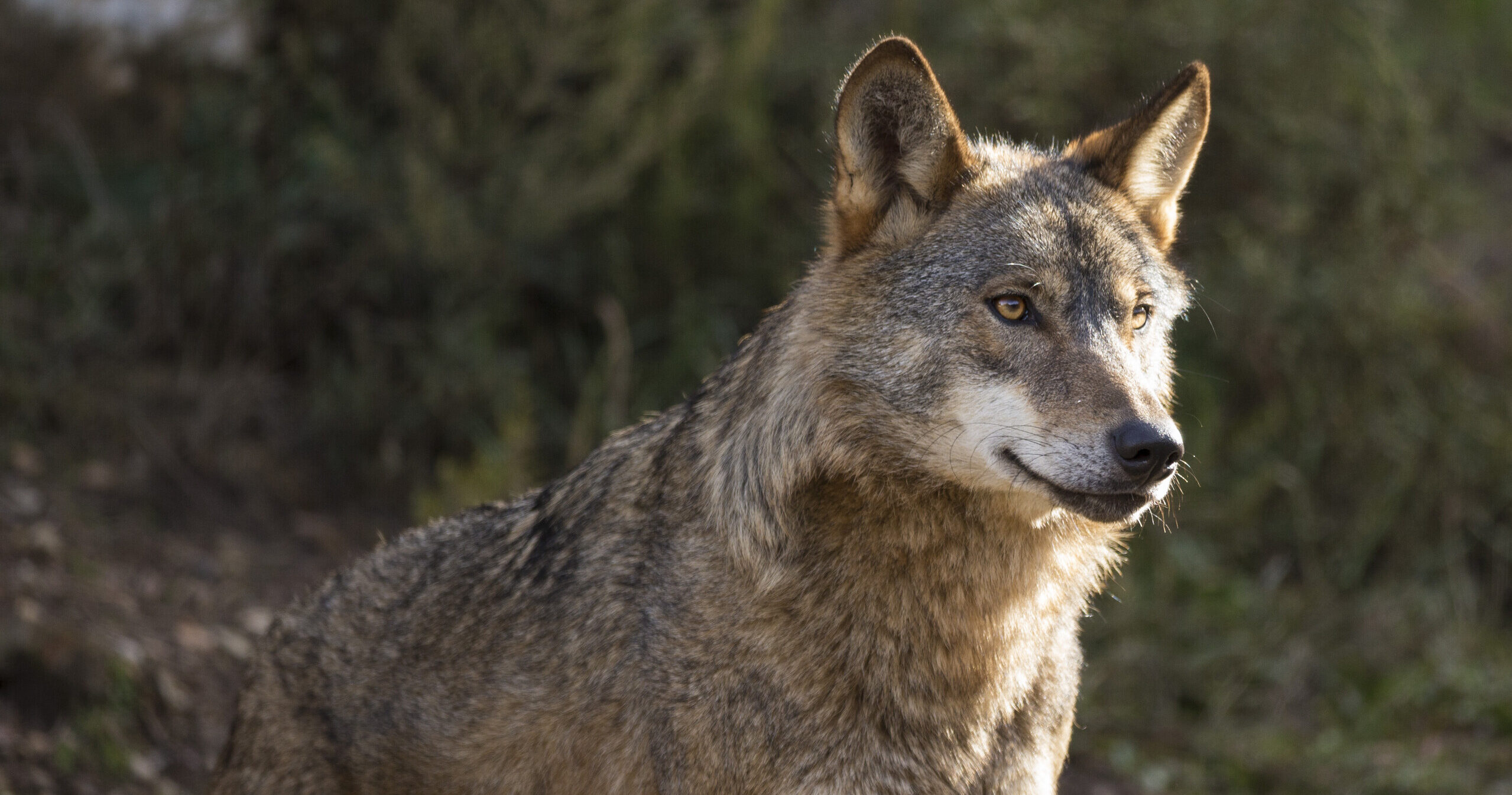 The Return of the Wolf in Europe | Working Towards Coexistence