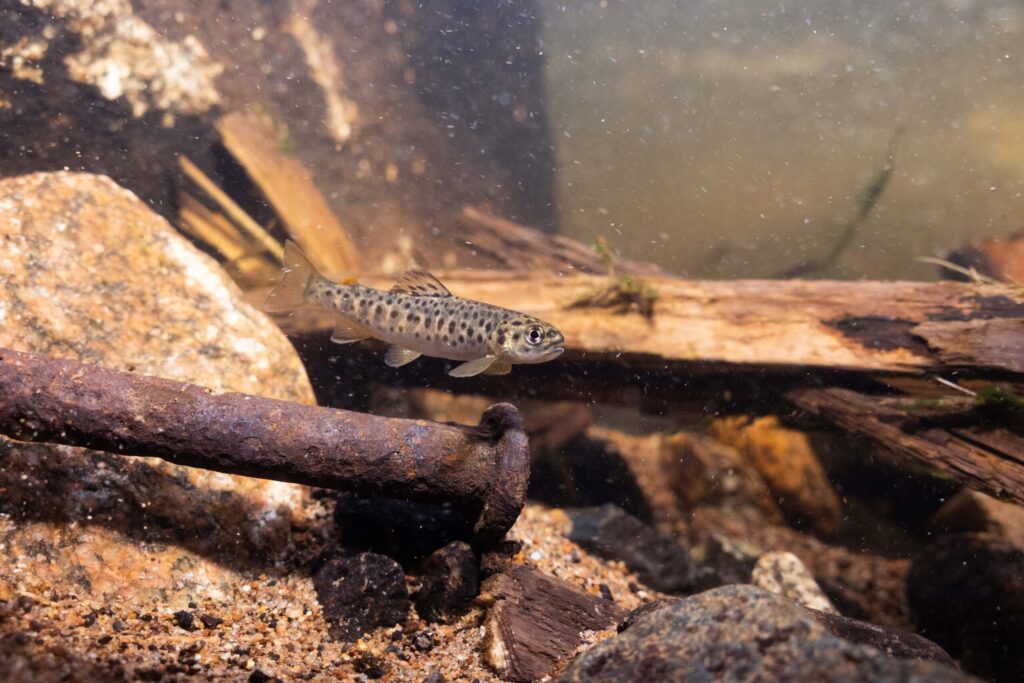 Fish returning right after restoration of the Abramsån river