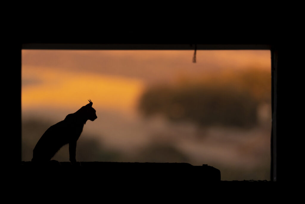 The silhouette of an Iberian lynx in the dusk on a hilltop staring down.