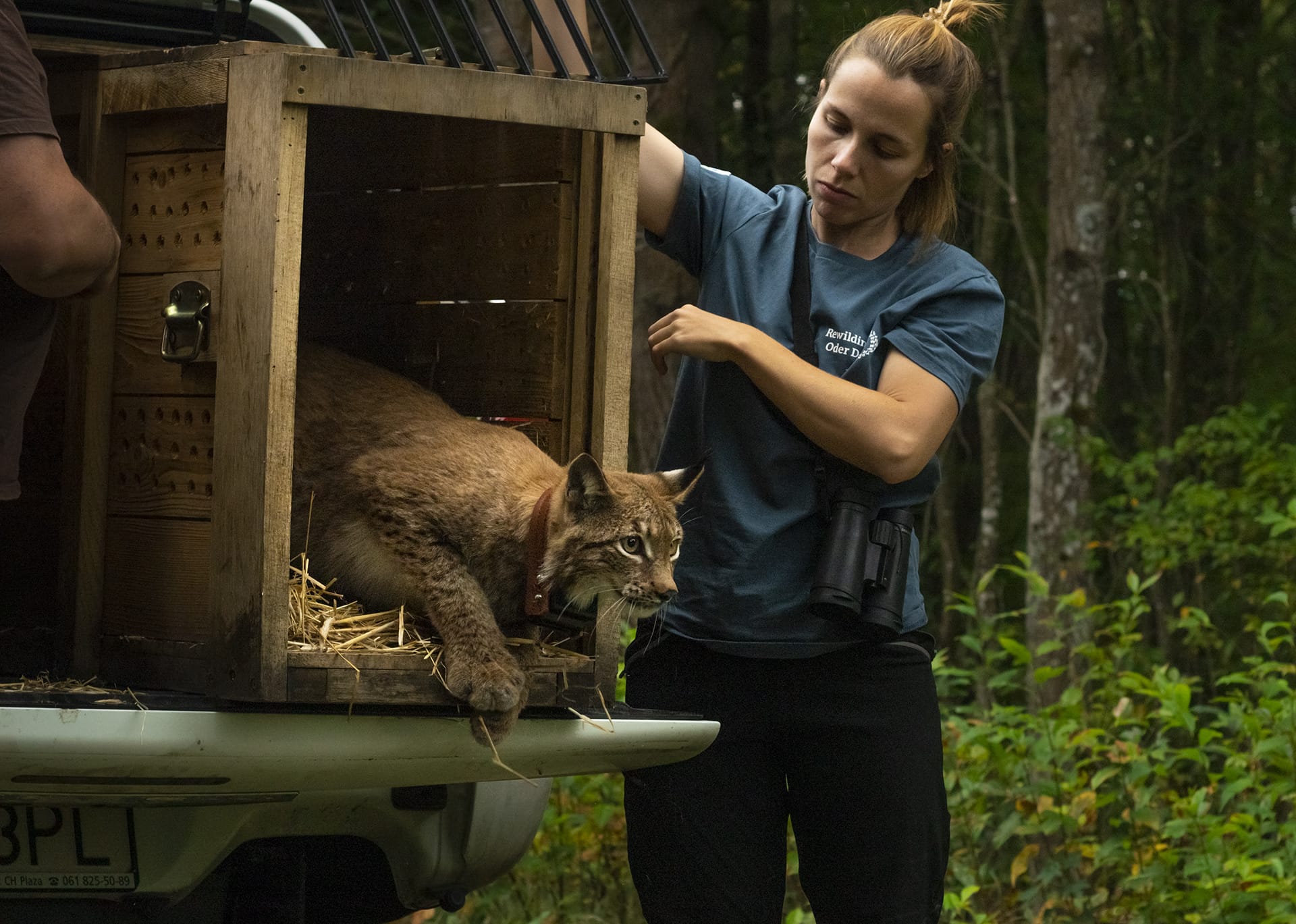 A Eurasian lynx is released by an ERN member in Poland.