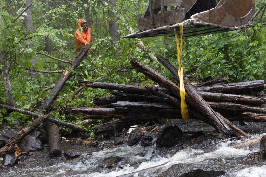 Rewilding Sweden working to restore the Abramsån River