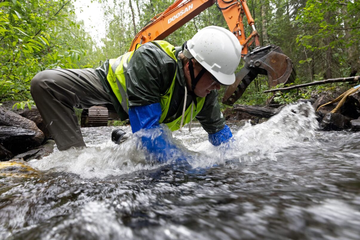 Rewilding Sweden working to restore the Abramsån River
