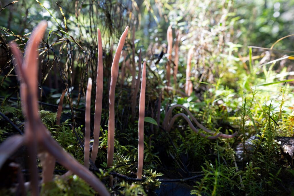 Alloclavaria purpurea is a coral fungus thriving in moist areas close to rivers – the kind of swampy habitat Rewilding Sweden often aim to recreate by increasing the connectivity between rivers and adjacent land.