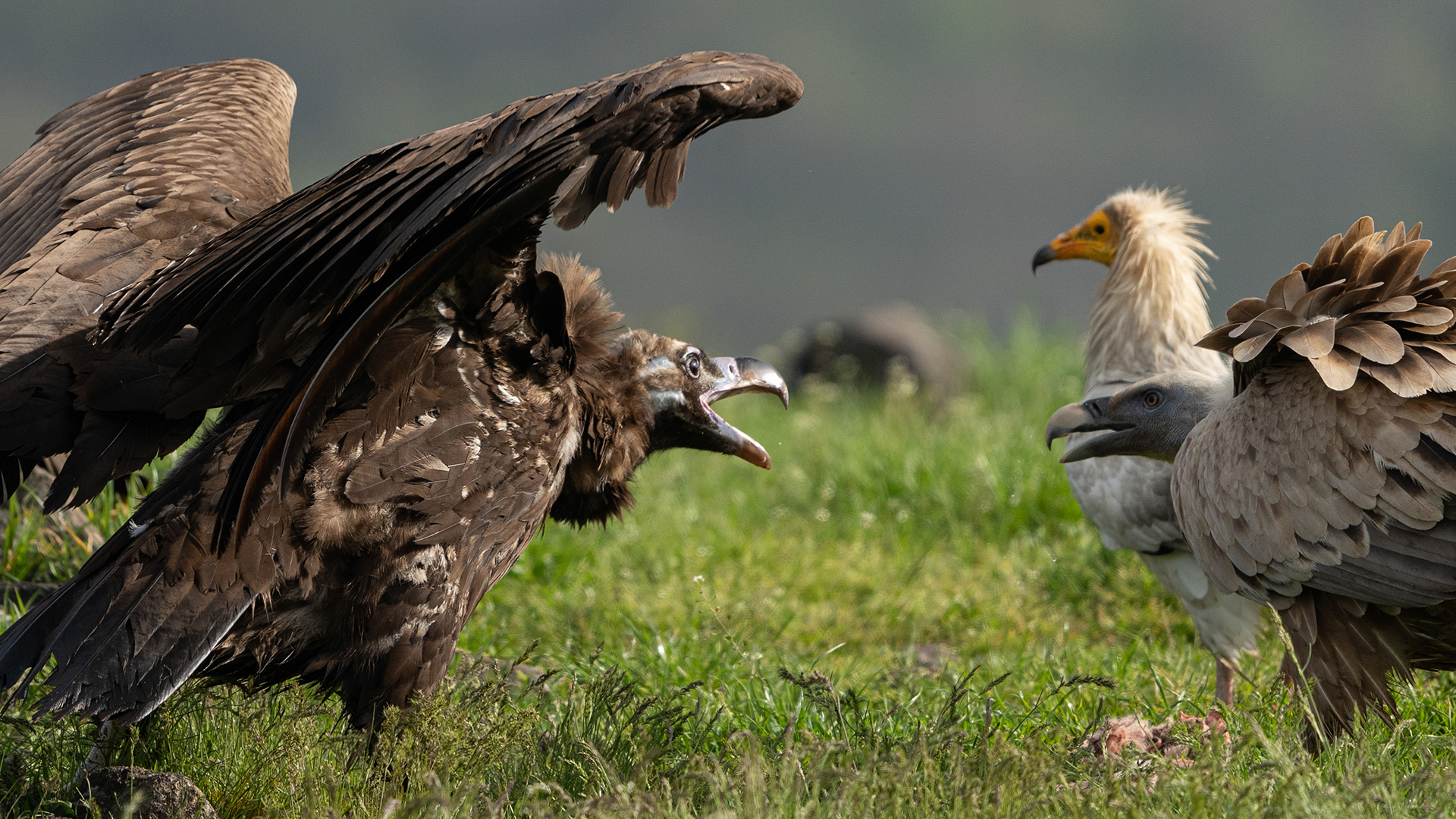 Cinereous vultures take flight in the Rhodope Mountains