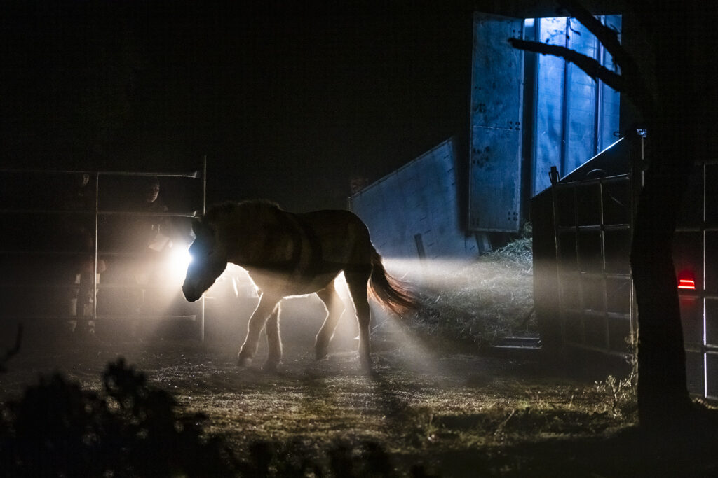Przewalski's horses release to the Iberian Highlands rewilding Landscape, Rewilding Spain