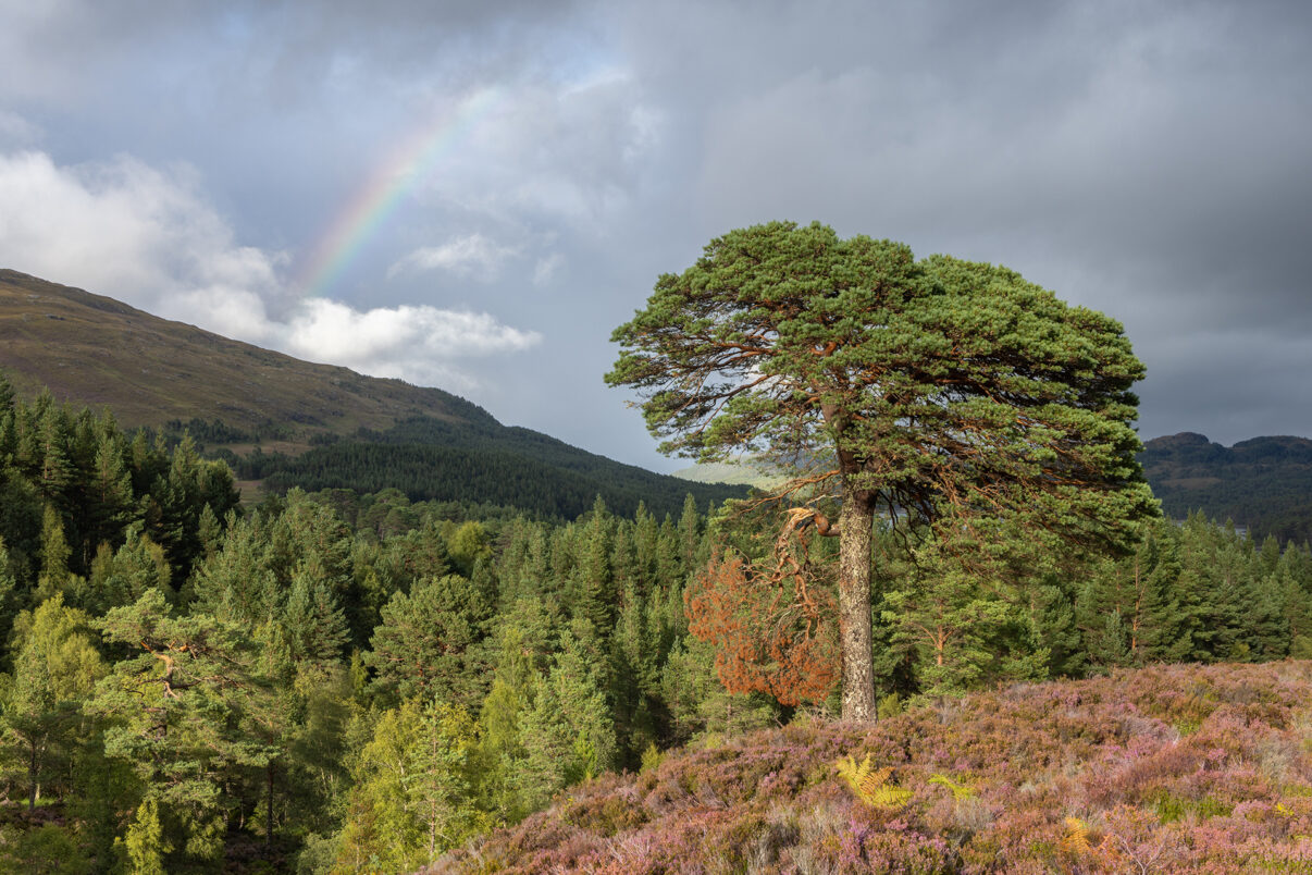 A rainbow above the Caledonian Forest in Glen Affric, Affric Highlands.