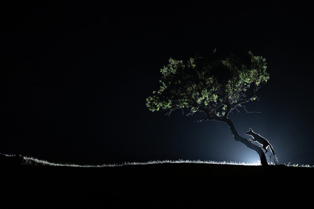 A red fox climbs up a lone tree in the dark night.