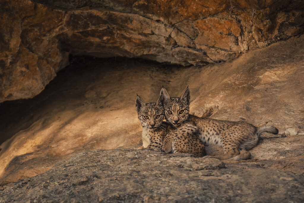 Two Iberian lynx cubs in a cave laying down.