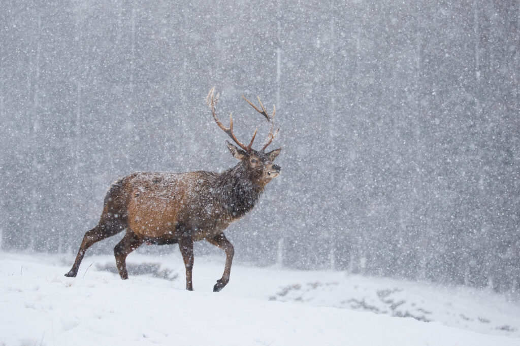 Red deer (Cervus elaphus) stag in heavy snow