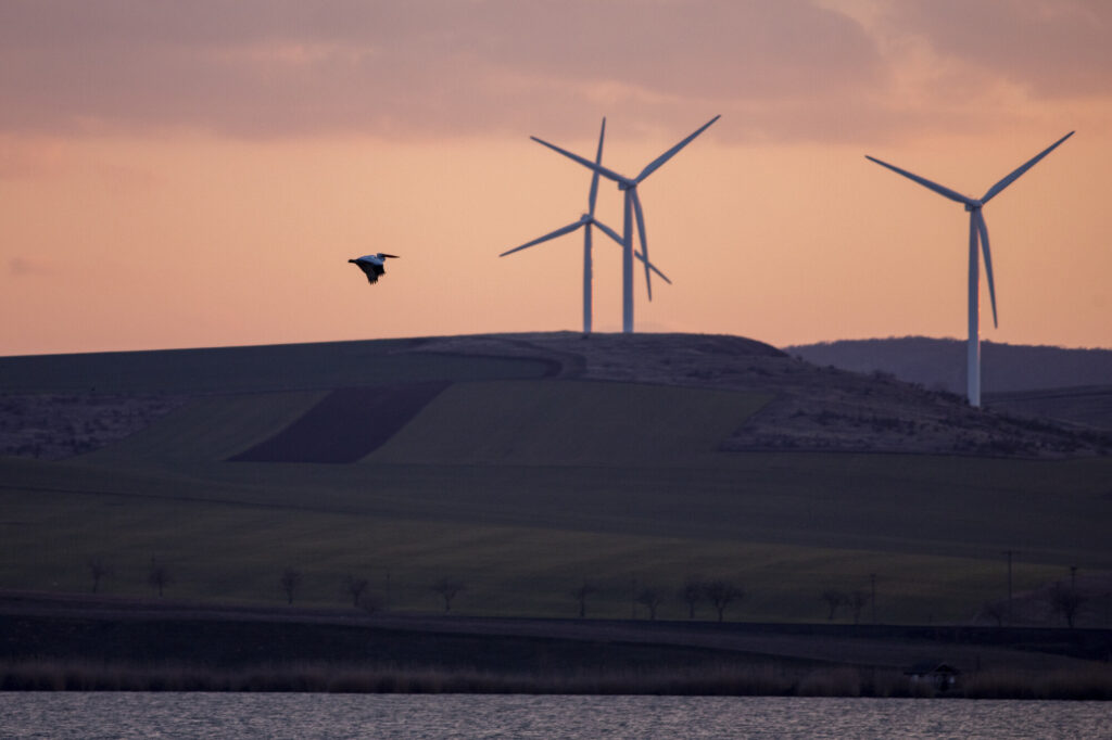 A Dalmatian Pelican is flying in front of a wind farm in the area of Dobruja on the Black Sea coast of Romania. Collision with wind turbine blades is one of the threats to the species and careful planning is needed when building new wind farms.