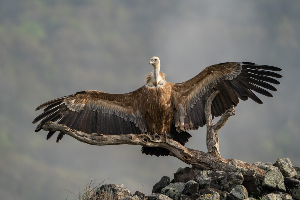 Griffon vulture in Rhodope Mountains rewilding landscape; image taken from photo-hide in Madzharovo