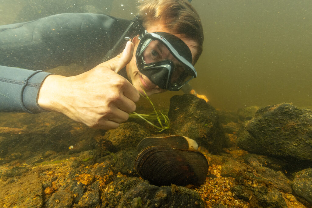Isak Edstr&ouml;m collecting freshwater pearl mussels Margaritifera margaritifera before restoration work starts