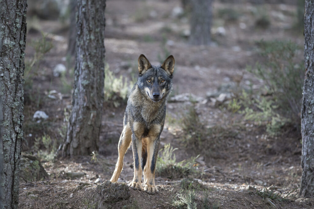 Iberian Wolf in Greater Côa Valley, Portugal