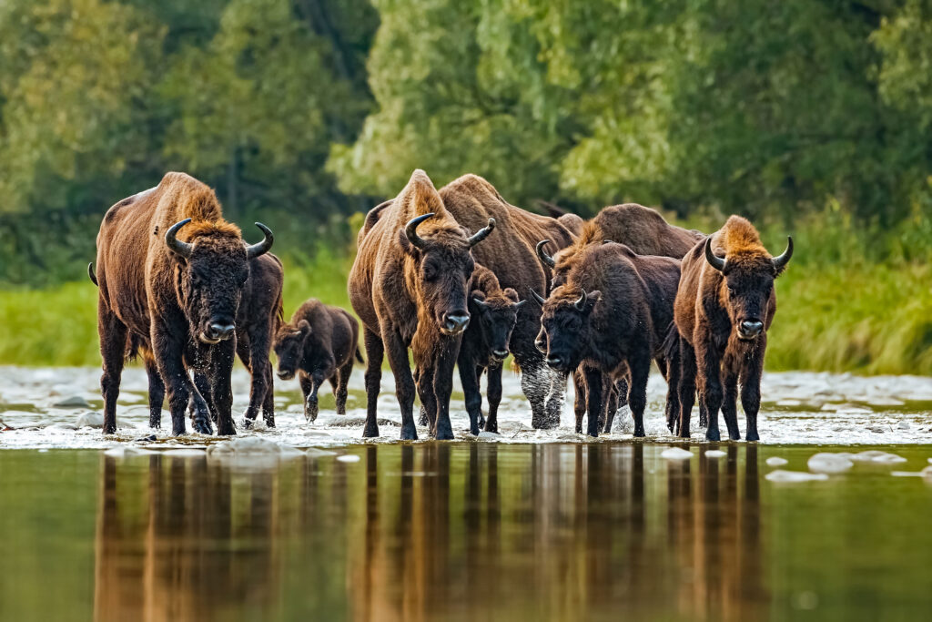 A herd of European bison crossing a river.